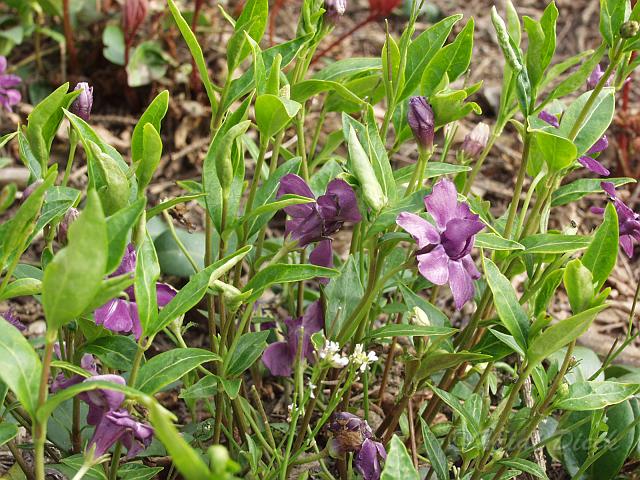 Vinca minor Multiplex2.JPG